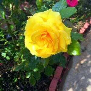 Meet your Posher, Trần